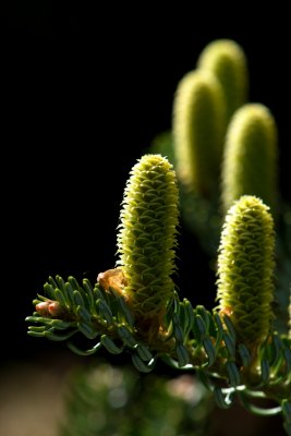 Abies koreana 'Silberlocke' - jedle korejská - mladé šišky